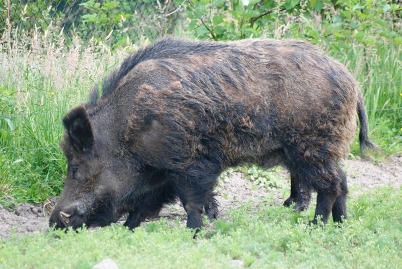 boar