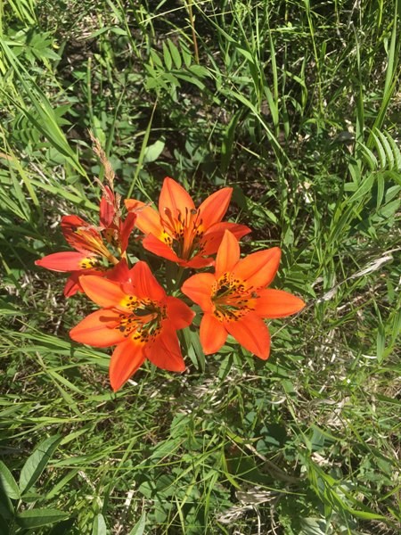 Wild lilies, otherwise known as Saskatchewan’s provincial flower, are abundant around Senlac. This stem had five blooms, something the photographer had never seen before. Photo submitted