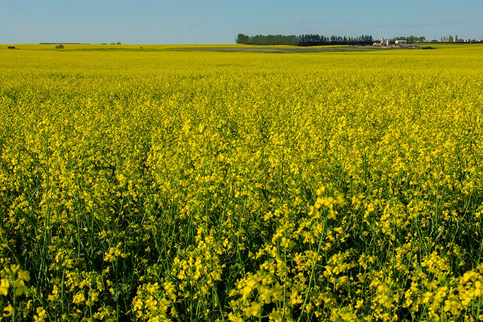 Canola