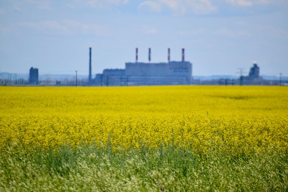 Canola pic