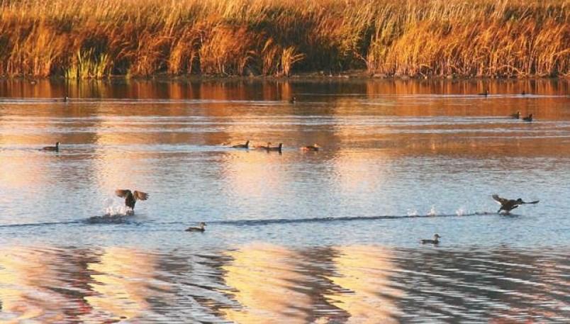 ducks-on-pond