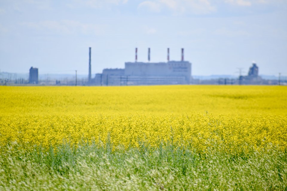 Canola Fields