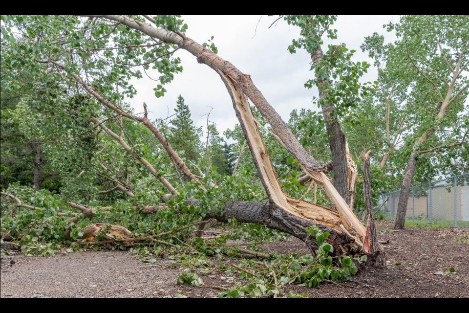 Trees ripped apart at Kramer Campground in Battleford.