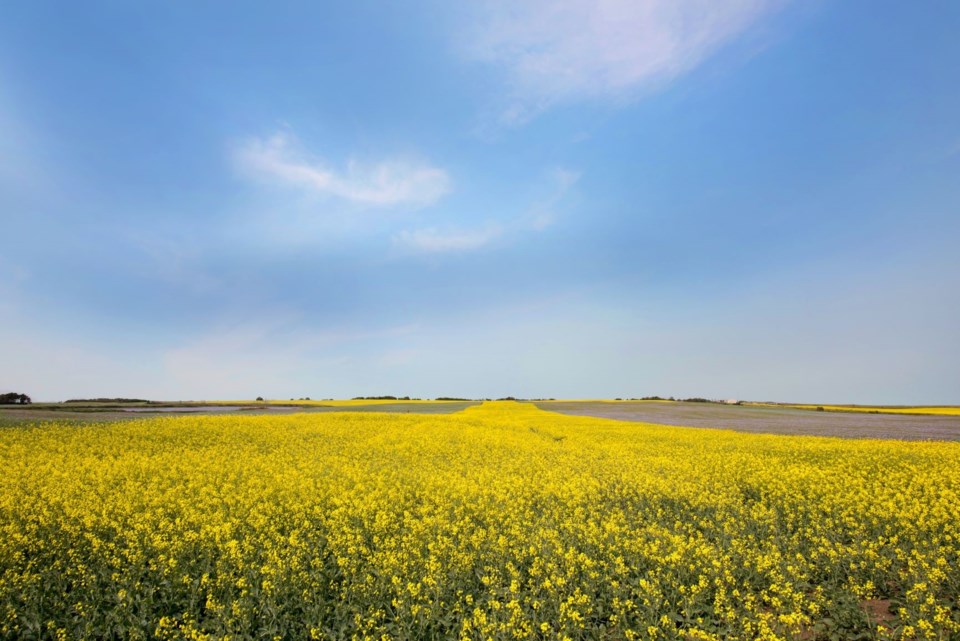 canola