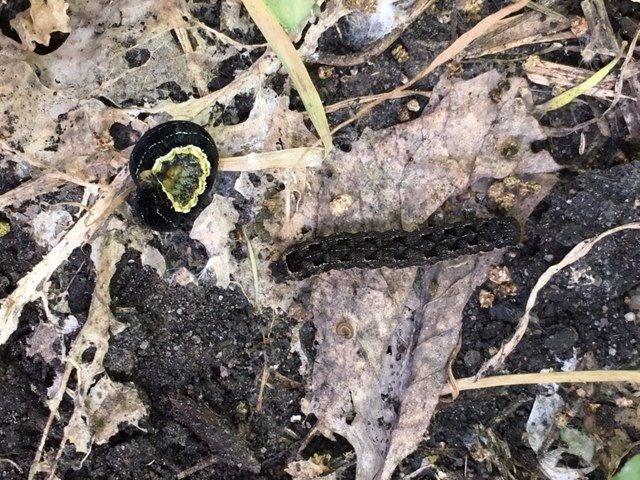 Bertha armyworm on leaf litter(Submitted Photo)