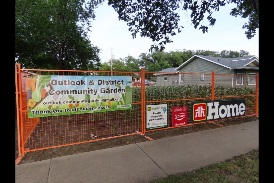 Support from businesses in Outlook have contributed to the success of the community garden.
