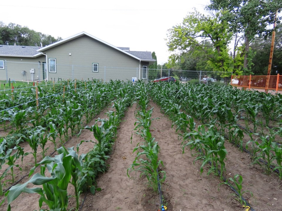 Community pride and nourishment grow in Outlook garden_3