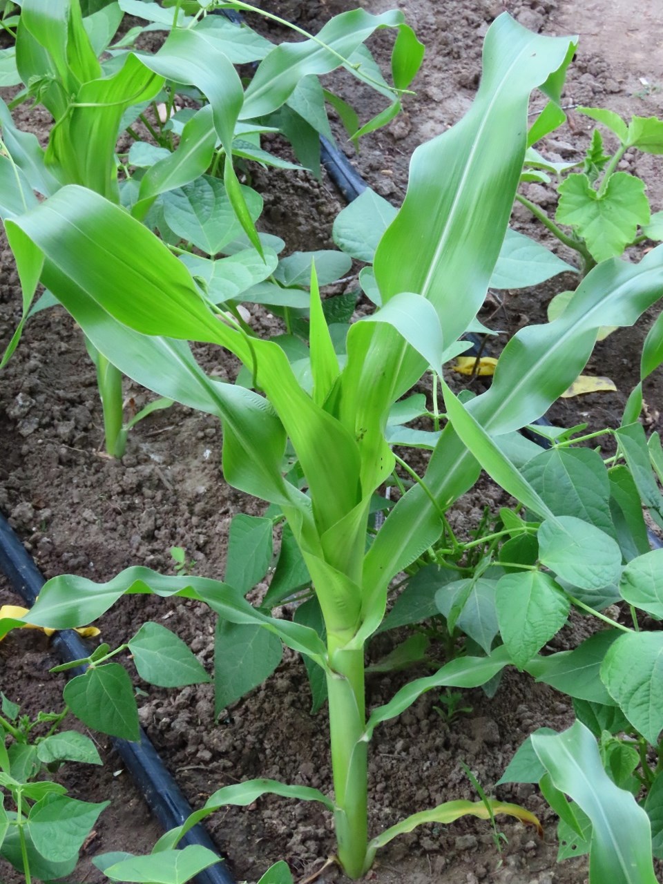 Community pride and nourishment grow in Outlook garden_4