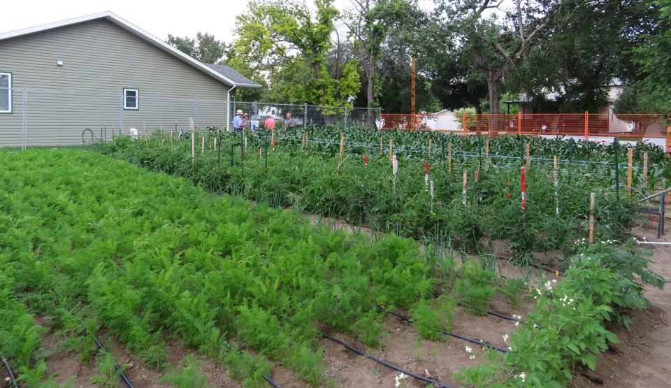 Community pride and nourishment grow in Outlook garden_5