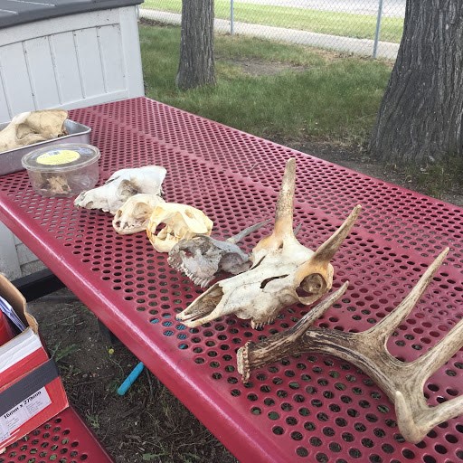 Skulls of different Saskatchewan animals that I bring to daycares