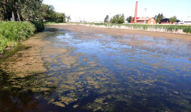 Blue-green algae