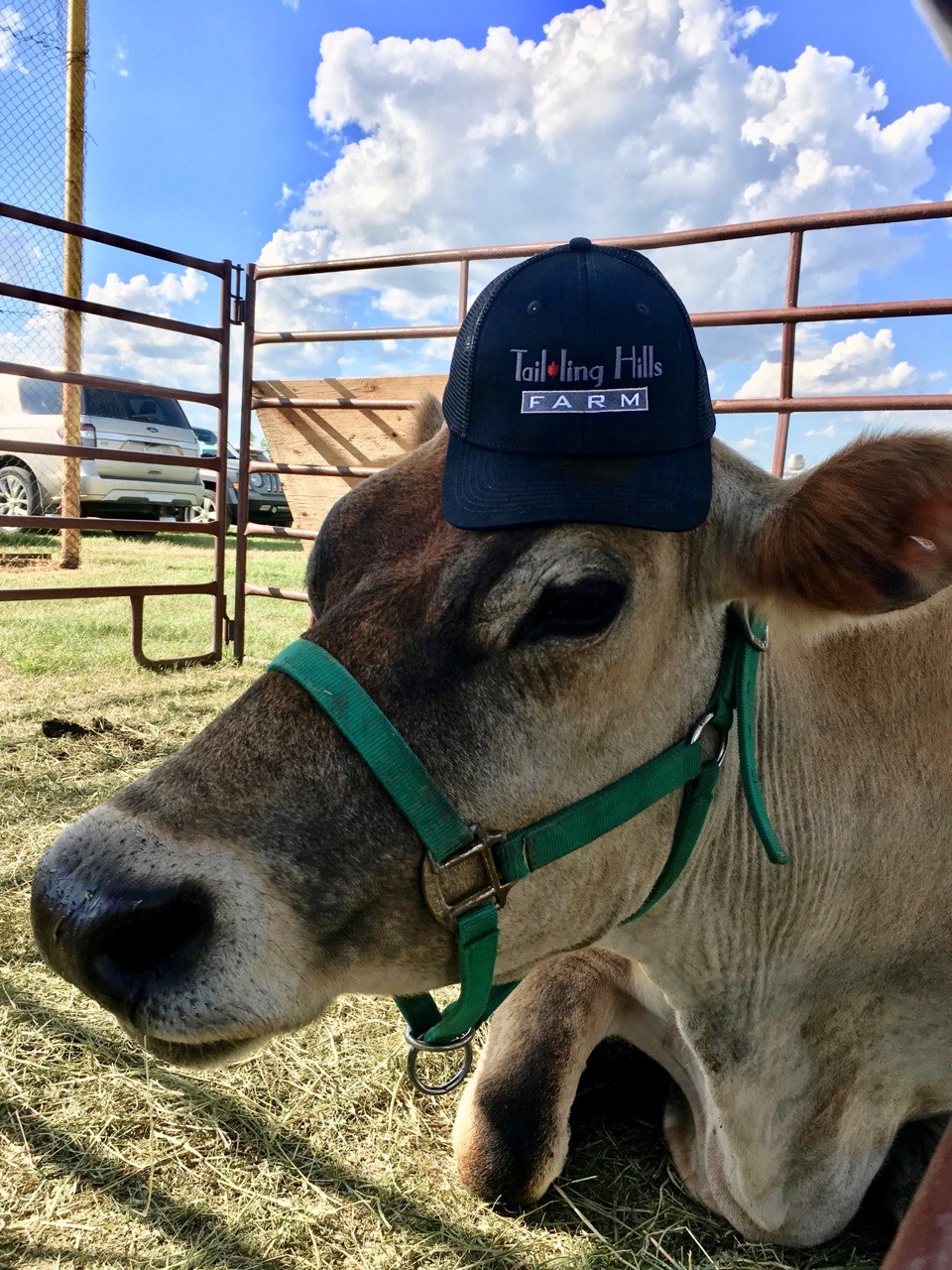 petting zoo offered by Tail-Ling Hills Farm