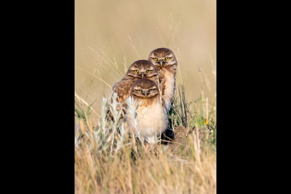 Burrowing Owl Young (Photo by James Villeneuve)