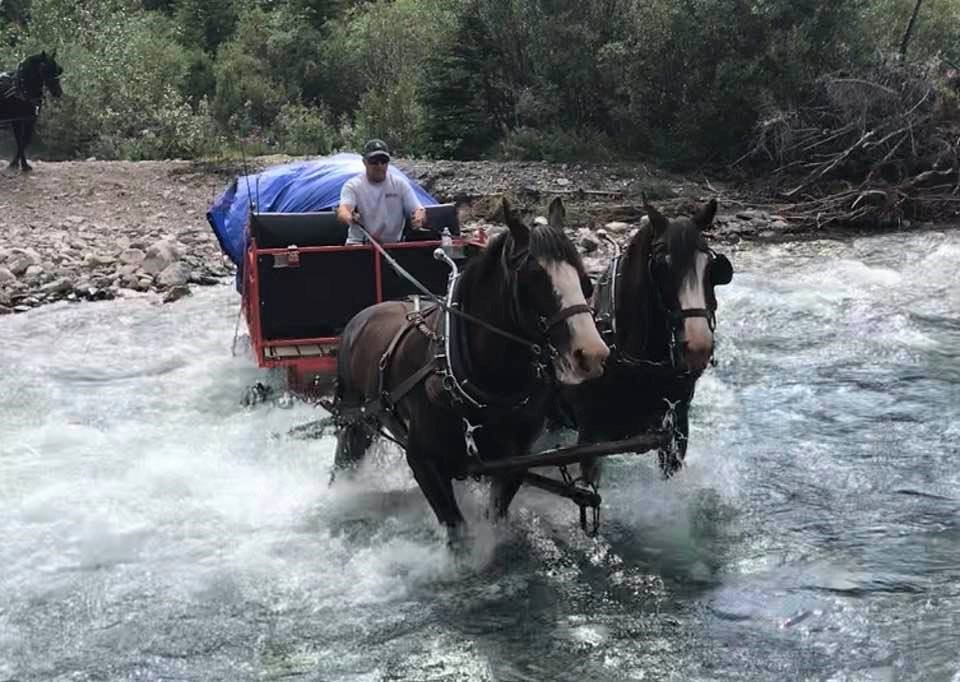 Local couple take Clydesdales on mountain trek_0