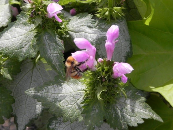 This busy bee is digging right in to these flowers as part of its daily tasks of pollination. Photo by Sherri Solomko