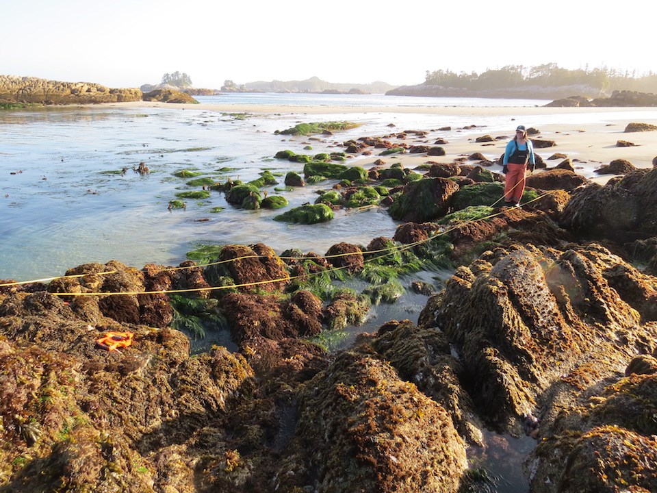 Biologist Alyssa Gehman says citizen scientists can help researchers monitor sea star populations an