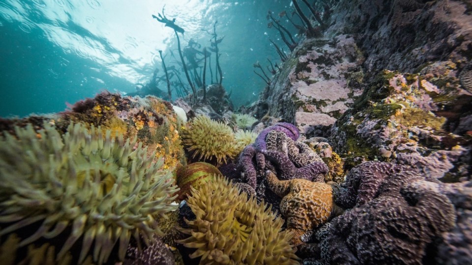 Anemones and ochre stars along the B.C. coast. Some populations of the ochre stars, usually purple o