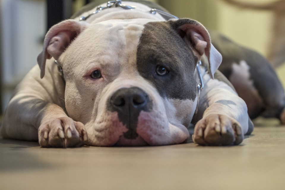 dog-4252274_1280