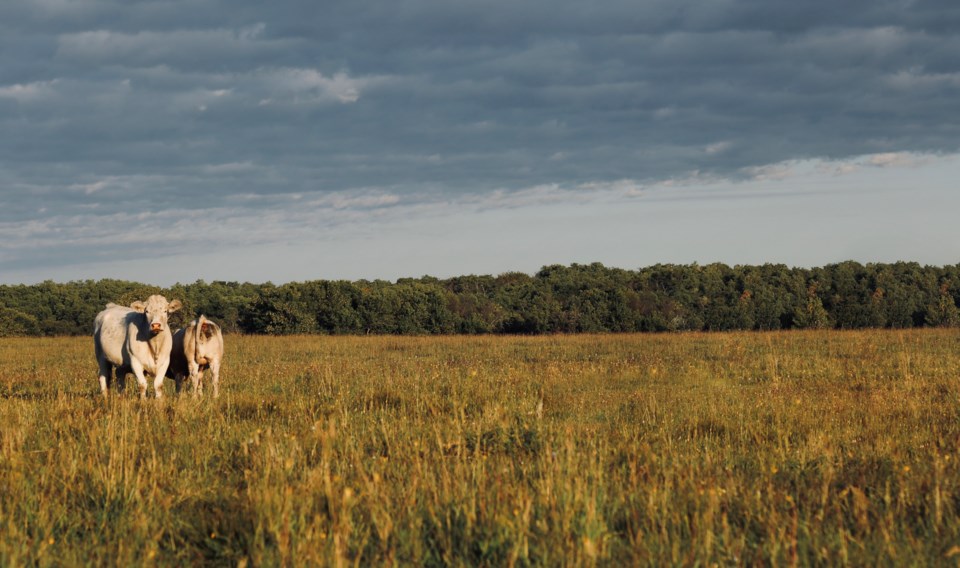 Cows