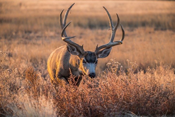 mule deer