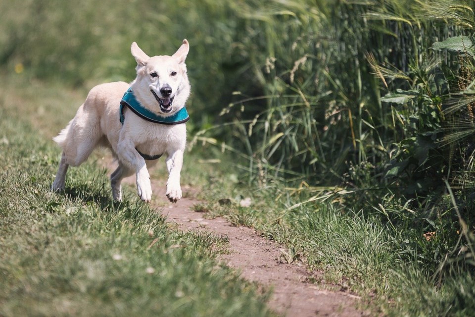 dog-644111_1280