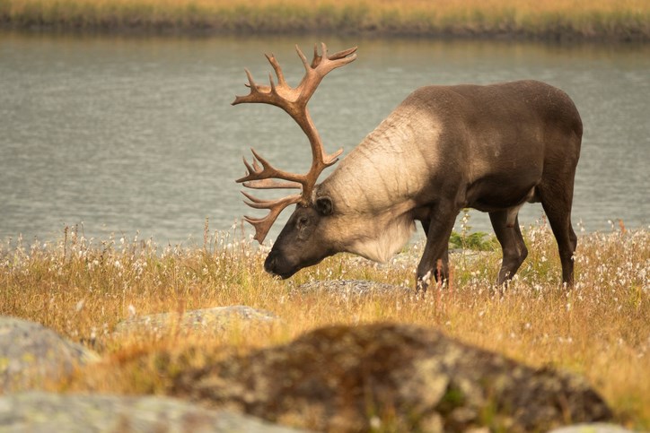 caribou
