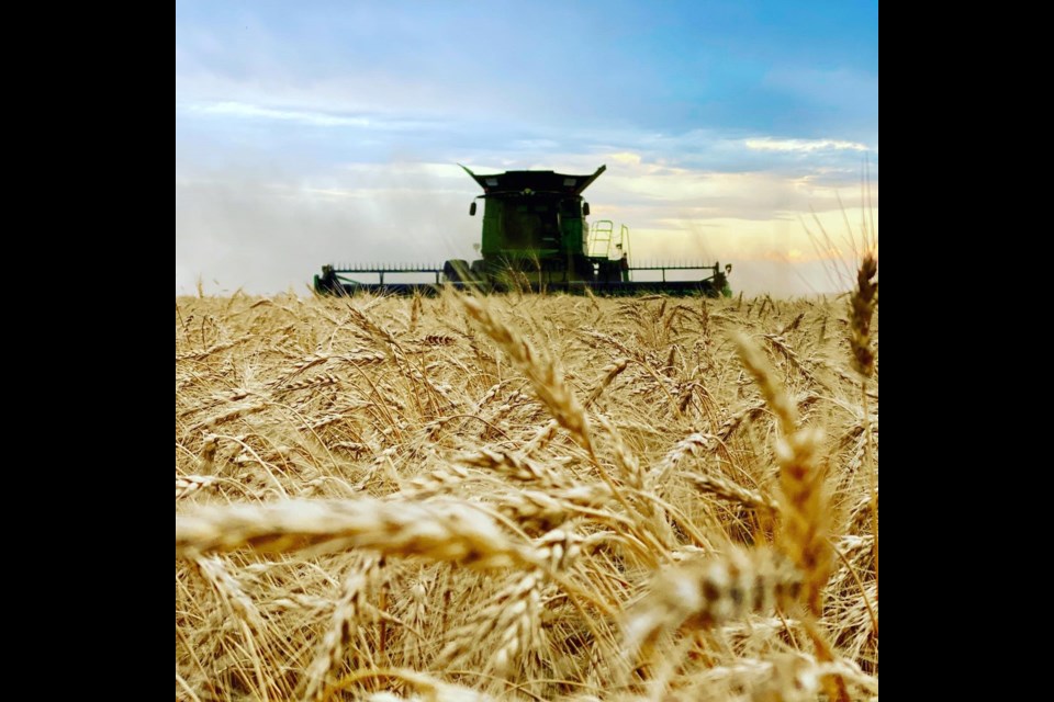 Harvest is ongoing in the Norquay area. Submitted photo by Jennifer Lindgren,