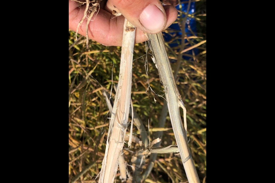 After harvest, stems infected with verticillium stripe (right) will have a peeling epidermis (the outer skin of the stem) with signs of small grey microsclerotia spots just under that outer layer. This is a distinct symptom of verticillium stripe. Sclerotinia-infected stems (left) will be brittle and tissue-papery, and when shredded open will have larger mouse-dropping sized sclerotia inside the stem. By JustineCornelsen