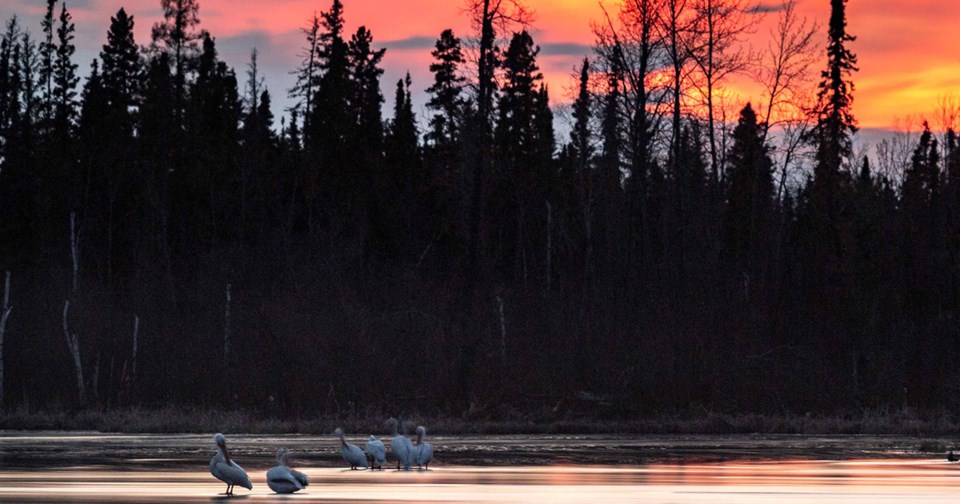 white pelican