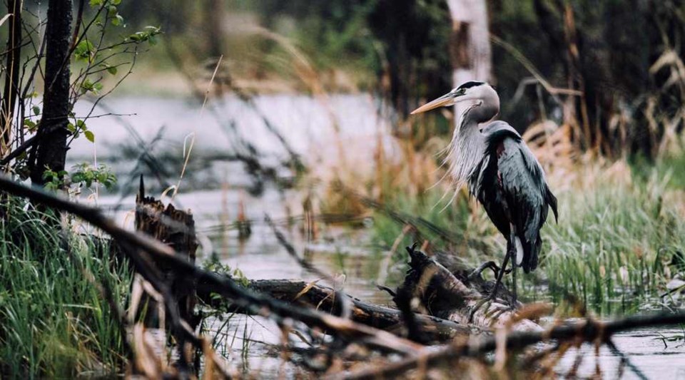 Great Blue Heron (Ardea herodias) in its habitat on the Montreal River near Lac La Ronge provincial park. Photo by Brandon White.jpg