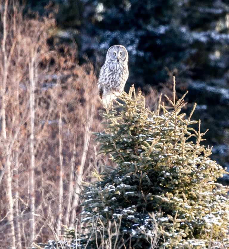 Great Grey Owl (Strix nebulosa) perched atop a spruce tree. Photo by Brandon White.jpg