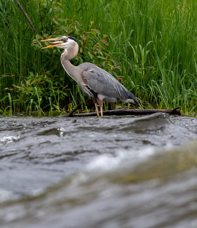 A Great Blue Heron (Ardea herodias) swallows a fish. Pictured near Lac La Ronge provincial park. Photo by Brandon White.jpg