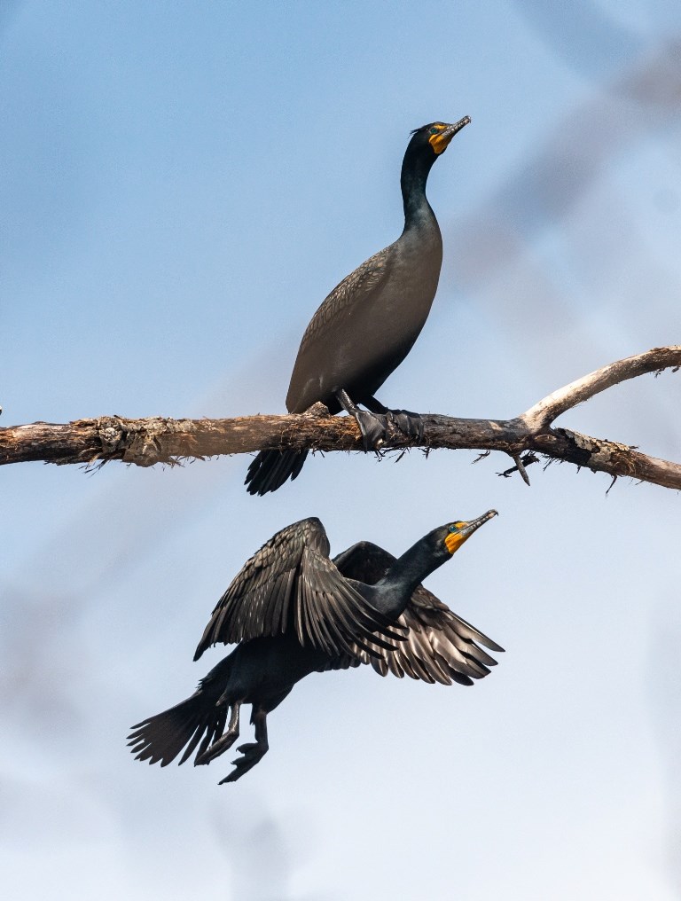 A pair of Double-crested Cormorant (Phalacrocorax auritus) in flight near Lac La Ronge provincial park. Photo by Brandon White.jpg