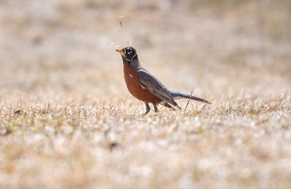 American Robin (Turdus migratorius) in its breeding range looking for worms. Photo by Brandon White.jpg