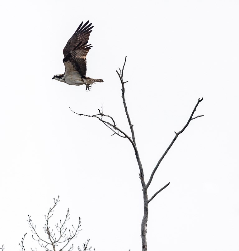 An Osprey (Pandion haliaetus) takes flight near Lac La Ronge provincial park. Photo by Brandon White.jpg