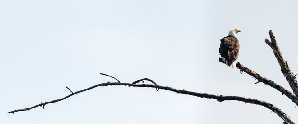 Bald Eagle (Haliaeetus albicilla) atop a branch near Lac La Ronge Provincial Park. Photo by Brandon White.jpg