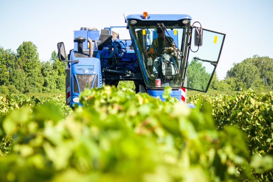 A harvester rolls down a row of Frontenac grape vines at a Huebel Grapes Estates vineyard on September 4, 2020.
Jordan Snobelen/Torstar