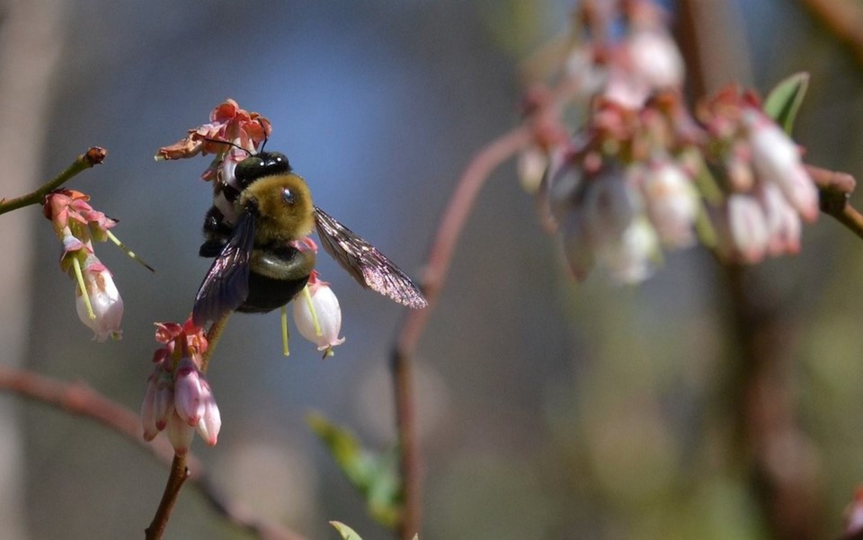 bee