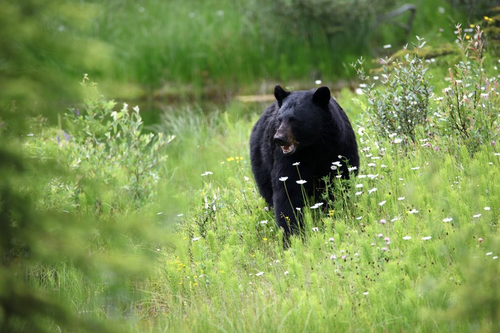 Getty Images black bear