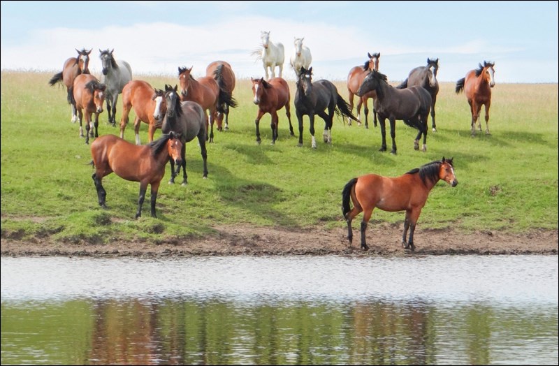 The Cooper Clan are putting up a $1,000 reward for information leading to the apprehension of the person or persons responsible for shooting an irreplaceable brood mare. Photos submitted by Ash Cooper