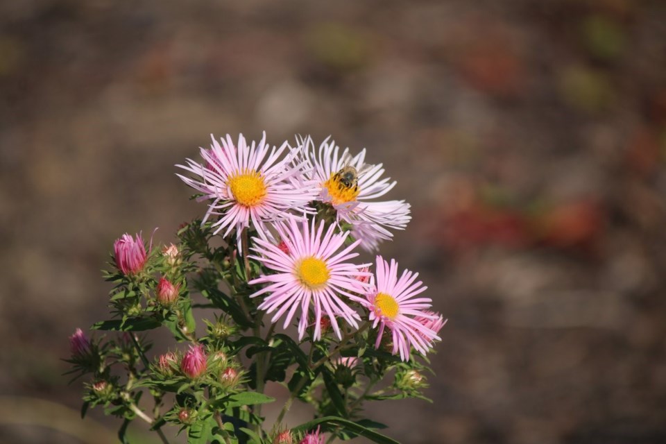 pollinators