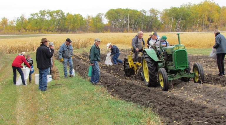 Dylan Matechuk on the tractor and Cyril Saunders manning potato digger with spectators gathering up the potatoes.