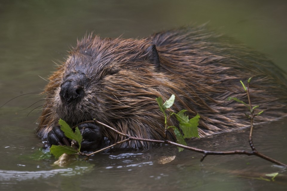 beaver-3709599_1280