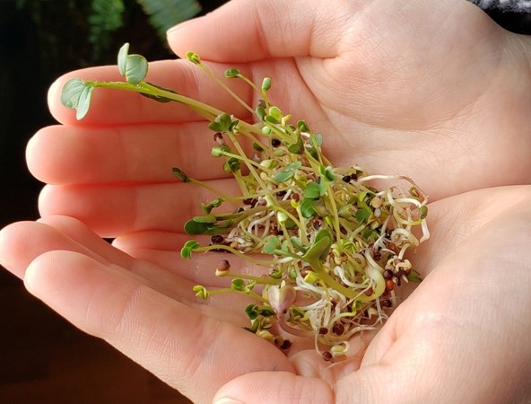 sprouting seeds