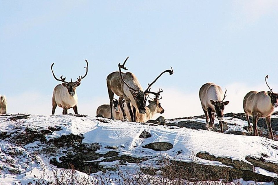 caribou