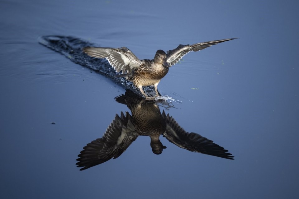 Ducks