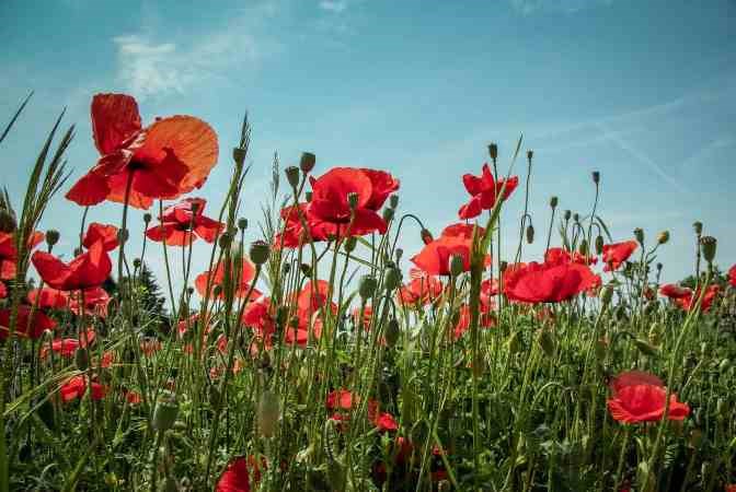 Poppies