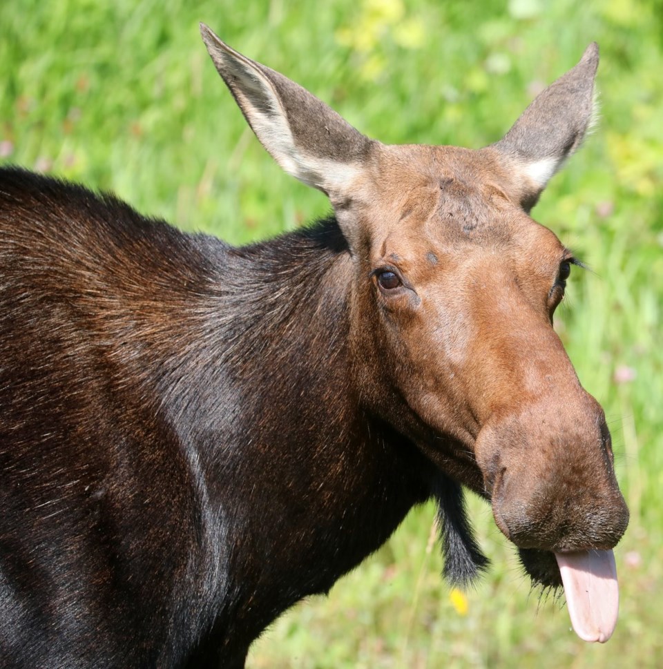 moose