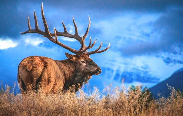 Moose on the Loose