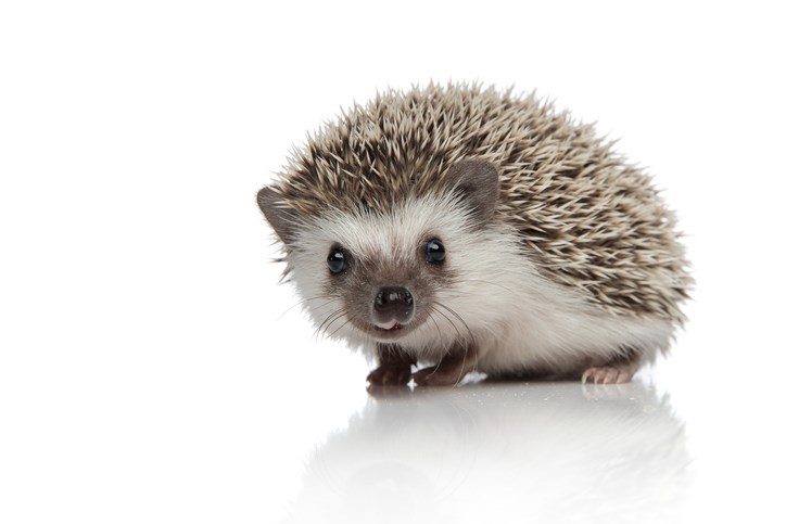 hedgehog
